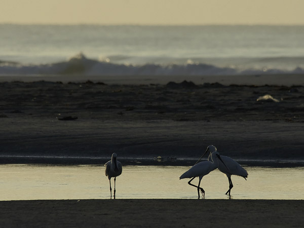 Kapustahaikara, Eurasian Spoonbill, Platalea leucorodia